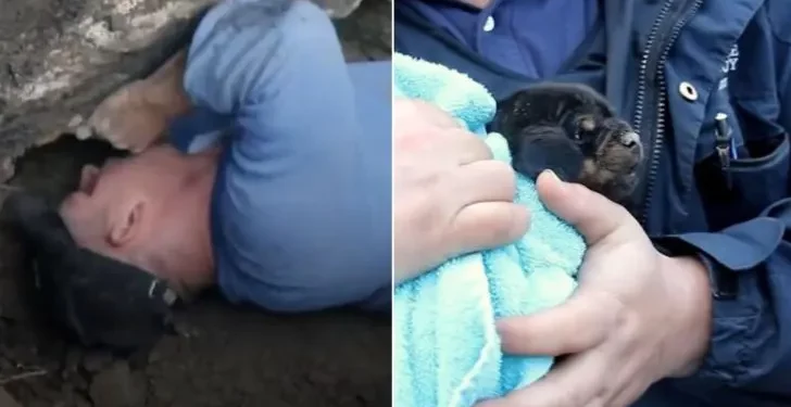 Brave Officers Rescue Puppy from a Pipe and Reconnect Him with His Mother.