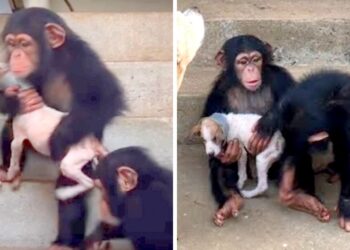 Woman’s ill Puppy Finds Unexpected Comfort in Chimp Sanctuary
