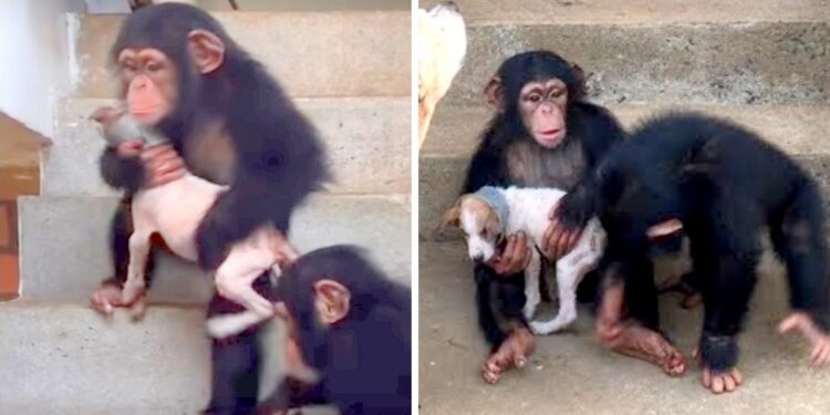 Woman’s ill Puppy Finds Unexpected Comfort in Chimp Sanctuary