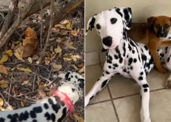 Dalmatian Rescues A Frightened Young Pup Left In The Forest