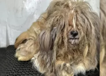 Pup With a 5 Pound Lion-Like Matted Coat Changes Drastically After Grooming