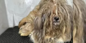 Pup With a 5 Pound Lion-Like Matted Coat Changes Drastically After Grooming