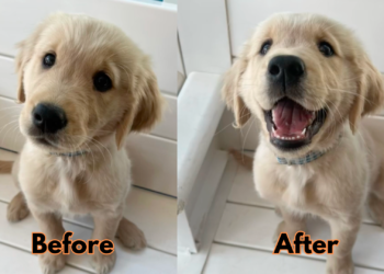 Puppies Before and After Being Told That They Are Good Boys