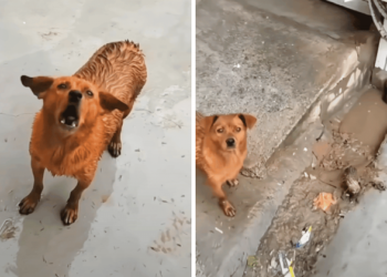 Stray Dog Asks Man to Follow to Show Him Something