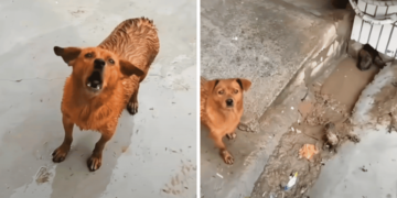 Stray Dog Asks Man to Follow to Show Him Something