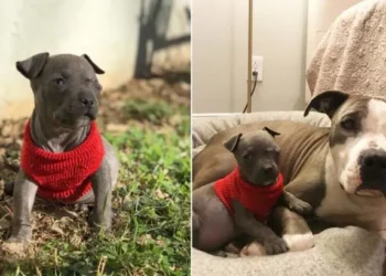 Grieving Mother Dog Finds Comfort in Adorable Little Companion