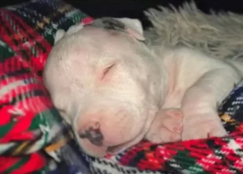 Kind-Hearted Man Saves Blind Puppy On Brink Of Euthanasia