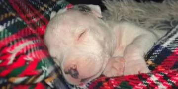 Kind-Hearted Man Saves Blind Puppy On Brink Of Euthanasia