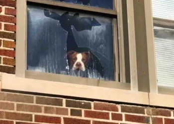 Pit Bull Stuck in Abandoned School For Days Finds Solace in Rescuer’s Arms