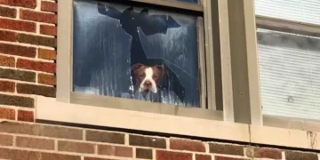 Pit Bull Stuck in Abandoned School For Days Finds Solace in Rescuer’s Arms