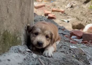 Lonely Puppy Bites Everyone Until One Moment Changes Everything