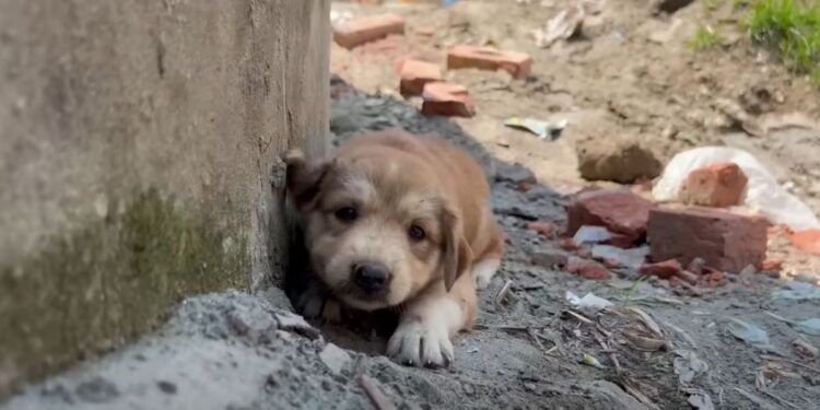Lonely Puppy Bites Everyone Until One Moment Changes Everything