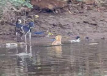 Dog Faces 3 Crocodiles in the Waters of Savitri River