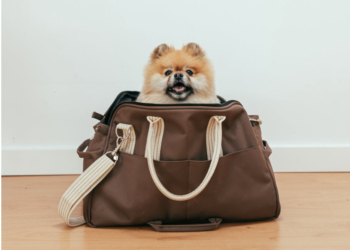 The Pomeranian: A Tiny Dynamo with a Dynamic Personality