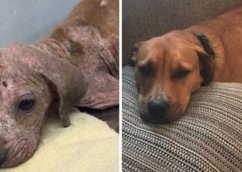 15 Dog Moments: Before & After Adoption Miracles