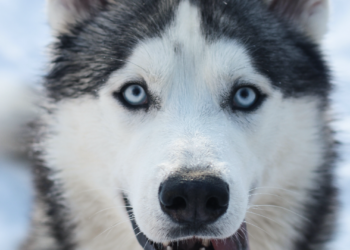 Discover the Siberian Husky: A Friendly, Furry Companion