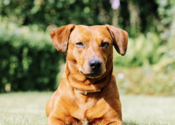 The Dachshund – A Brave Hunter with a Gentle Heart
