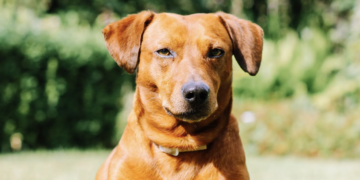 The Dachshund – A Brave Hunter with a Gentle Heart