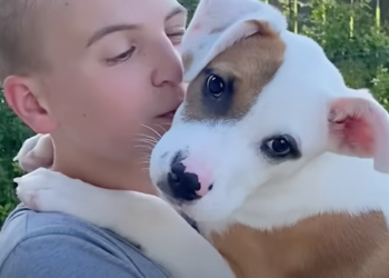 Boy Discovers Unadopted Dogs Go To Heaven, Rescues 4,800 Pups