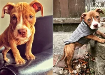 Hungry Pit Bull Puppy Facing His Last Days Transforms Into The Most Loving Dog