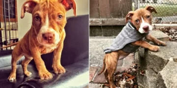 Hungry Pit Bull Puppy Facing His Last Days Transforms Into The Most Loving Dog