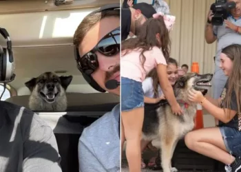 Years After Being Taken, Dog Travels 600 Miles to Reconnect with Its Human Family