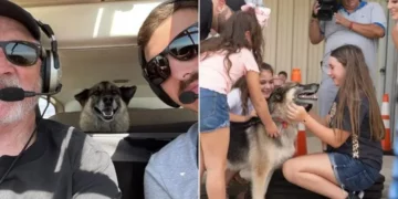 Years After Being Taken, Dog Travels 600 Miles to Reconnect with Its Human Family