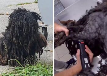 Rescued Dog Gets a Remarkable Transformation After a Haircut