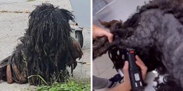 Rescued Dog Gets a Remarkable Transformation After a Haircut