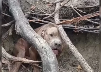 Scared Pit Bull in the Woods Lacked Trust in Humans Because of His Painful Past