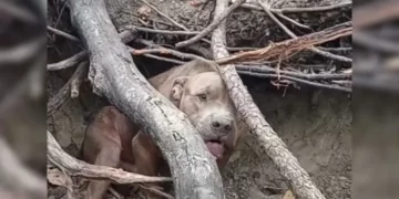 Scared Pit Bull in the Woods Lacked Trust in Humans Because of His Painful Past