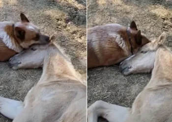 The Loving Dog Persisted in Consoling The Foal After His Mother’s Passing