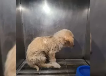 The Rescued Pup Is Too Terrified To Meet Anyone’s Eyes