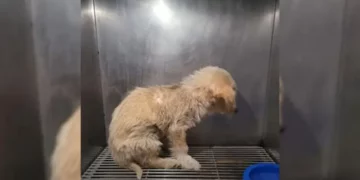 The Rescued Pup Is Too Terrified To Meet Anyone’s Eyes
