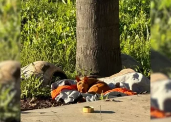 Little Abandoned Puppy Rests At The Building Site, Wishing For His Forever Family To Find Him