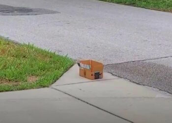 Woman On The Street Hears Tiny Cries Coming From A Box