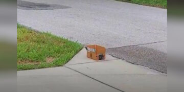 Woman On The Street Hears Tiny Cries Coming From A Box