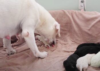 Mother Dog Cares for Smallest Puppy as Worried Owner Observes