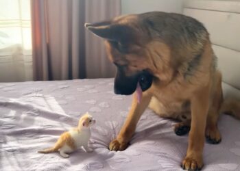 German Shepherd Listens To Kitten’s ‘Meow’ And His Adorable Confusion Will Touch Your Heart