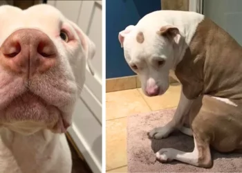 Rescue Pittie Notices Mom’s Sadness And Finds The ‘Sweetest’ Method To Comfort Her