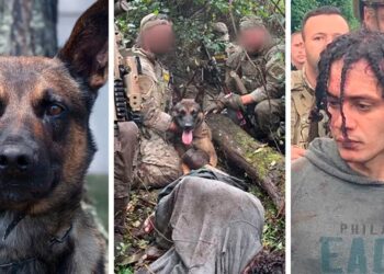 K9 Police Dog Captures Escaped Convict in Just 5 Minutes