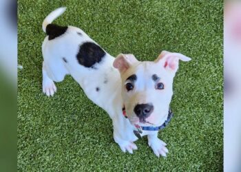Shelter Puppy Looks Exactly Like Animal Crossing Video Game Character.