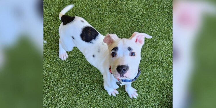 Shelter Puppy Looks Exactly Like Animal Crossing Video Game Character.
