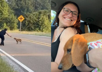 Traveling Sisters Stop Their Car To Help a Starving Dog in the Road