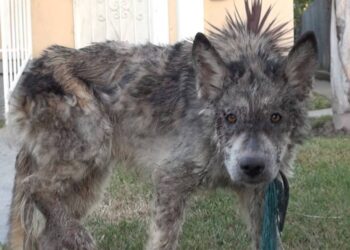 Weak Dog Spotted On The Street May Be More Than Expected