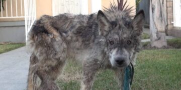 Weak Dog Spotted On The Street May Be More Than Expected