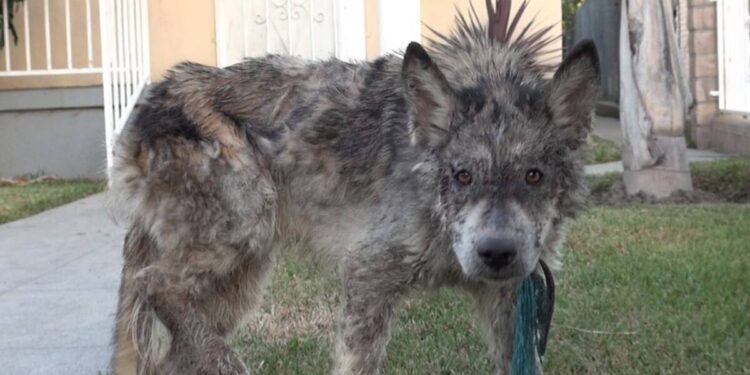 Weak Dog Spotted On The Street May Be More Than Expected