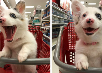Puppy Shops At Target, Has The Best Time Of Her Life