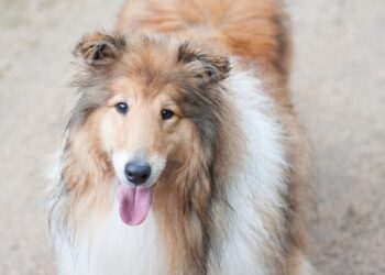 Shetland Sheepdog: The Little Dog with a Big Heart