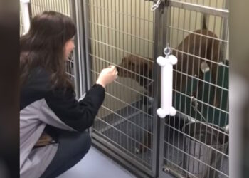 Dog Lost For 2 Years Identifies Mom’s Scent At Shelter And Is Overwhelmed With Joy